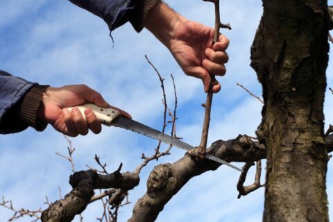 A person from Bellantoni Landscape is pruning a tree in winter for better health and safety